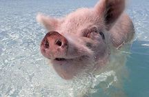 Beach Day Swim with Turtles and Pigs Excursion in Nassau