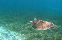 Beach Day Swim with Turtles and Pigs Excursion in Nassau