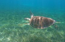 Beach Day Swim with Turtles and Pigs Excursion in Nassau