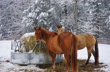 Meet Our Rescue Animals: Private Tour of A Family-Run Farm