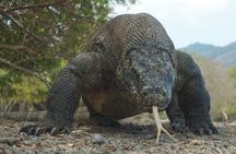 One Day Trip to Komodo National Park, using a luxury fast boat 