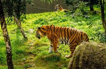 Dublin Zoo Skip-the-line Tickets and Private Transfers 