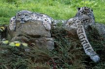 Dublin Zoo Skip-the-line Tickets and Private Transfers 