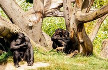 Dublin Zoo Skip-the-line Tickets and Private Transfers 