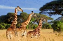 4-Day Serengeti Ngorongoro Camping