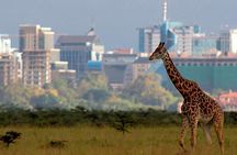 5 Hour Private Tour Nairobi National Park With 4*4 Vehicle