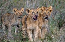Nairobi National Park half-Day Tour; Free wifi Connection