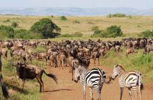 8 Day Bush and Beach Private Holiday Safari
