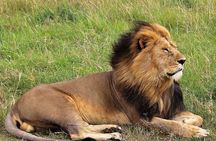 8 Day Bush and Beach Private Holiday Safari