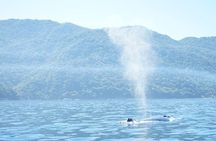 3 Hours of Whale Watching in Puerto Vallarta