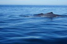 3 Hours of Whale Watching in Puerto Vallarta