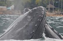 Whale watching 3 hours in Puerto Vallarta