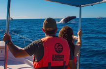 Whale Watching Experience in Cabo San Lucas 2 hours 