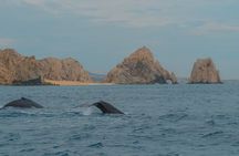 Whale Watching Experience in Cabo San Lucas 2 hours 