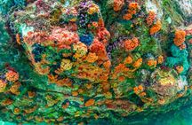 Nemo Island Experience with Drone Photos and Lunch