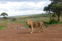 Half Day Morning or Afternoon Guided Tour : Nairobi National Park