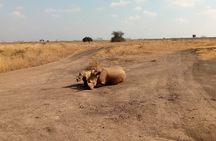 Half Day Morning or Afternoon Guided Tour : Nairobi National Park