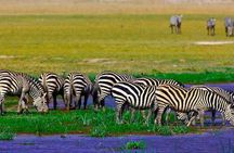 2 Nights 3 Days Amboseli National Park With 4*4 Vehicle 