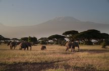 2 Days 1 Night Private Tour to Amboseli National park 4*4 Vehicle