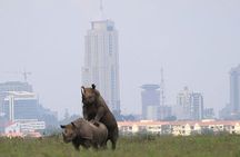 Game Drive To Nairobi National Park With 4*4 Vehicle