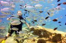 Try Dive - Scuba Diving with a private guide, incl. photos