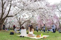 Kanazawa Cherry Blossom Tour: Private & Personalized with a Guide