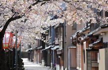 Kanazawa Cherry Blossom Tour: Private & Personalized with a Guide
