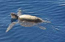 Espiritu Santo Island Tour