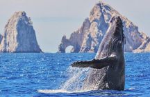 Humpback Whale Watching and Cabo San Lucas Arch Tour