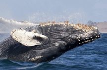 Humpback Whale Watching and Cabo San Lucas Arch Tour