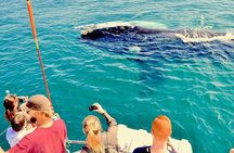 Humpback Whale Watching and Cabo San Lucas Arch Tour