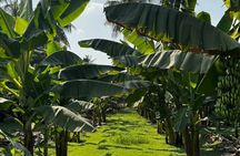 Salalah City Tour: Discover Salalahs Treasures with a Local Guide