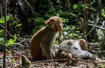 Silver Leaf Monkeys and Firefly Tour in Kuala Lumpur