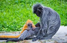 Silver Leaf Monkeys and Firefly Tour in Kuala Lumpur