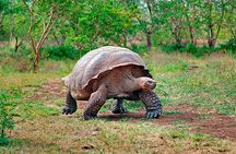 8 Day Galapagos Island Hopping