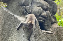 Ubud Monkey Forest Sanctuary Entrance Ticket All Inclusive