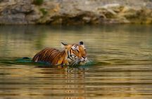 5 Day Private Tour of Tigers, Taj Mahal and Palaces from Cochin 
