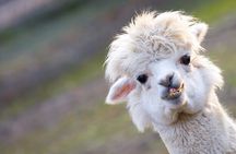 Nami Island, Alpaca, Petite France, K-Garden tour from Seoul