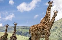 5 Days Safari in Tarangire, Serengeti & Ngorongoro 