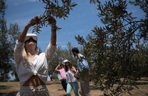 Miraculous Olive Oil Tasting Experience 5-Hour Tour