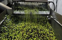 Miraculous Olive Oil Tasting Experience 5-Hour Tour