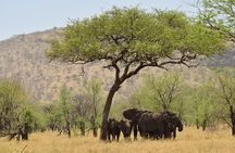 Amboseli National Park Day tour; Free Wifi Connection