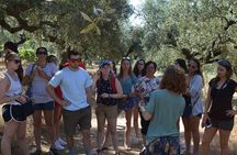 Miraculous Olive Oil Tasting Experience 5-Hour Tour