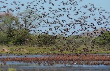 7 Hour Private Tour in Palo Verde National Park with Pickup