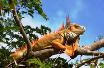 7 Hour Private Tour in Palo Verde National Park with Pickup