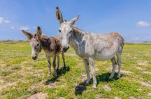 Half Day National Park Safari and Baby Beach by Cross Aruba Tours