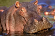 Private Full Day Kruger National Park Safari Tour from Hazyview