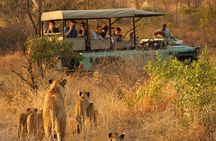 Private Full Day Kruger National Park Safari Tour from Hoedspruit
