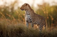 Private Full Day Kruger National Park Safari Tour from Hazyview