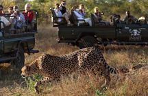 Private Full Day Kruger National Park Safari Tour from Hazyview